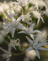 Fotografia da espécie Crassula lactea