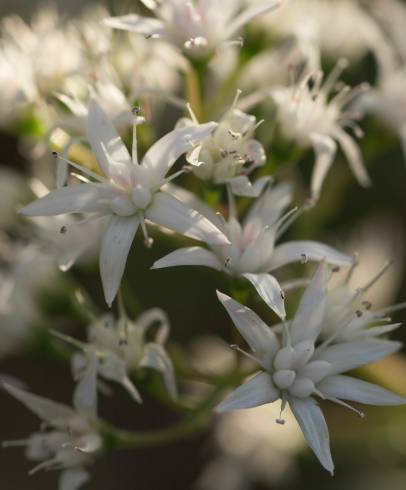 Fotografia de capa Crassula lactea - do Jardim Botânico