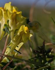 Linaria polygalifolia subesp. polygalifolia