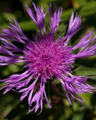 Fotografia da espécie Centaurea nigra subesp. nigra