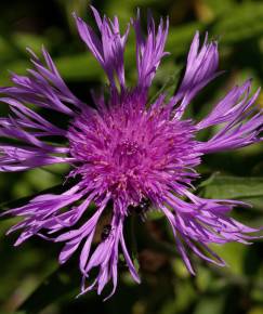 Fotografia da espécie Centaurea nigra