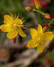 Fotografia da espécie Hypericum pulchrum