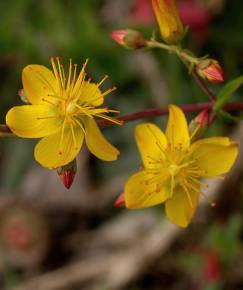 Fotografia da espécie Hypericum pulchrum