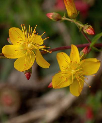 Fotografia de capa Hypericum pulchrum - do Jardim Botânico