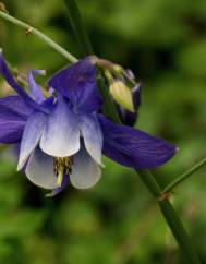 Aquilegia vulgaris subesp. vulgaris