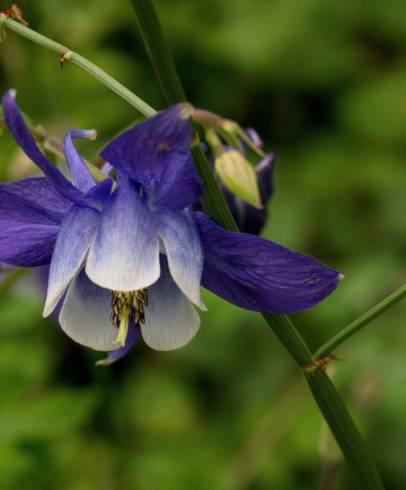 Fotografia de capa Aquilegia vulgaris subesp. vulgaris - do Jardim Botânico