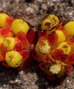 Fotografia da espécie Cytinus hypocistis