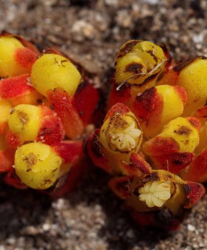 Fotografia de capa Cytinus hypocistis subesp. hypocistis - do Jardim Botânico