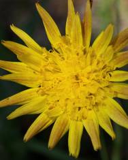 Fotografia da espécie Scorzonera humilis