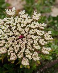 Fotografia da espécie Daucus carota subesp. gummifer