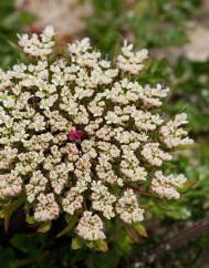 Daucus carota subesp. gummifer