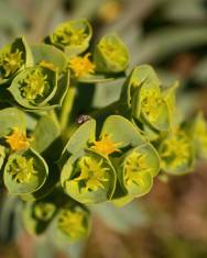 Fotografia da espécie Euphorbia portlandica