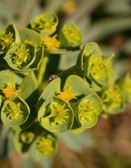 Euphorbia portlandica