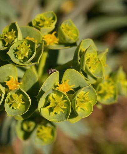 Fotografia de capa Euphorbia portlandica - do Jardim Botânico