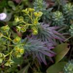 Fotografia 16 da espécie Euphorbia portlandica do Jardim Botânico UTAD