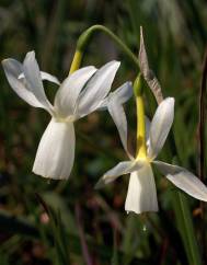 Narcissus triandrus subesp. triandrus