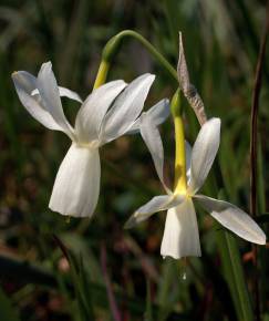 Fotografia da espécie Narcissus triandrus