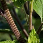 Fotografia 12 da espécie Arctium minus do Jardim Botânico UTAD