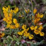 Fotografia 6 da espécie Pterospartum tridentatum subesp. cantabricum do Jardim Botânico UTAD