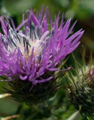 Galactites tomentosa