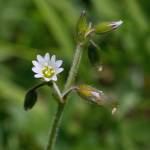 Fotografia 10 da espécie Cerastium fontanum subesp. vulgare do Jardim Botânico UTAD