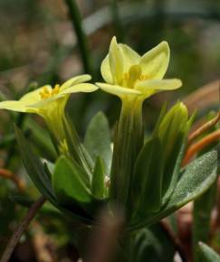 Fotografia da espécie Centaurium maritimum