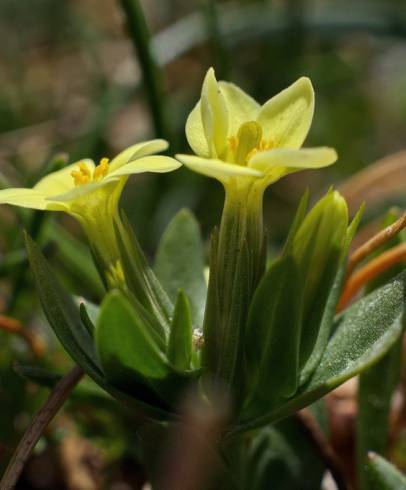 Fotografia de capa Centaurium maritimum - do Jardim Botânico