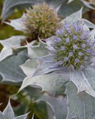 Fotografia da espécie Eryngium maritimum