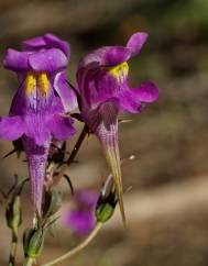 Linaria triornithophora