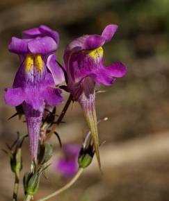 Fotografia da espécie Linaria triornithophora