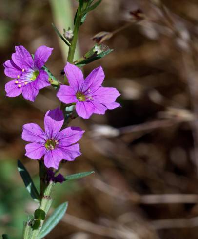 Fotografia de capa Lythrum junceum - do Jardim Botânico