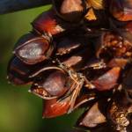 Fotografia 5 da espécie Juncus acutus do Jardim Botânico UTAD