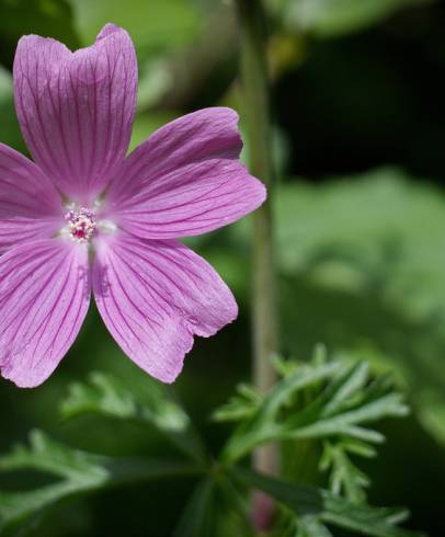 Fotografia de capa Malva tournefortiana - do Jardim Botânico