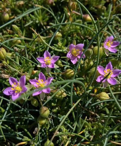 Fotografia de capa Spergularia rupicola - do Jardim Botânico