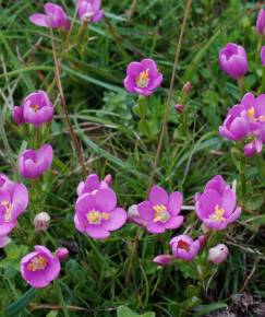 Fotografia da espécie Centaurium scilloides