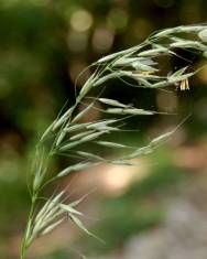 Fotografia da espécie Arrhenatherum elatius subesp. elatius