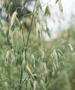 Fotografia da espécie Avena byzantina