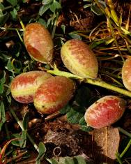 Fotografia da espécie Astragalus incanus subesp. nummularioides