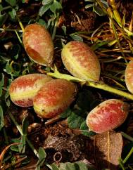 Astragalus incanus subesp. nummularioides