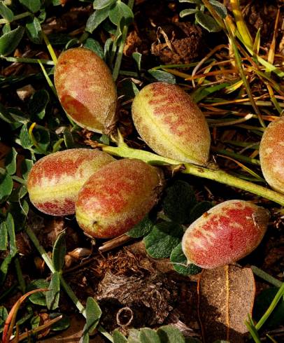 Fotografia de capa Astragalus incanus subesp. nummularioides - do Jardim Botânico