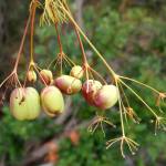 Fotografia 14 da espécie Prangos trifida do Jardim Botânico UTAD