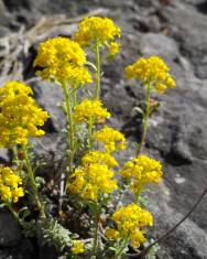 Fotografia da espécie Alyssum serpyllifolium