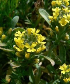 Fotografia da espécie Alyssum granatense