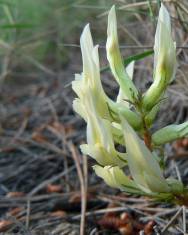 Fotografia da espécie Astragalus monspessulanus subesp. gypsophilus