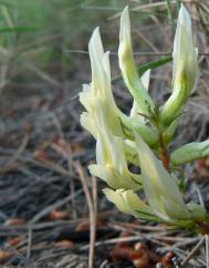 Astragalus monspessulanus subesp. gypsophilus