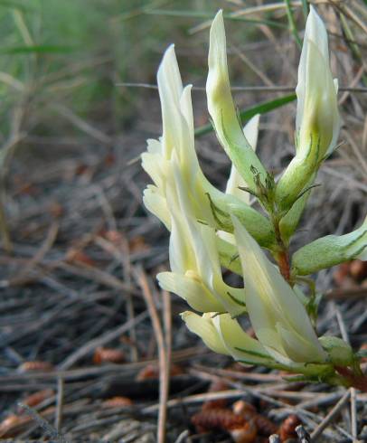 Fotografia de capa Astragalus monspessulanus subesp. gypsophilus - do Jardim Botânico