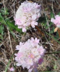 Fotografia da espécie Armeria macrophylla