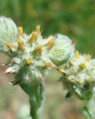 Fotografia da espécie Filago lutescens subesp. lutescens