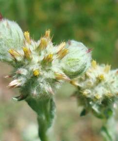 Fotografia da espécie Filago lutescens