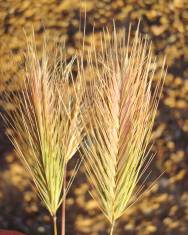 Fotografia da espécie Hordeum murinum subesp. murinum